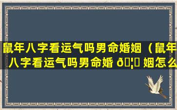 鼠年八字看运气吗男命婚姻（鼠年八字看运气吗男命婚 🦈 姻怎么样）